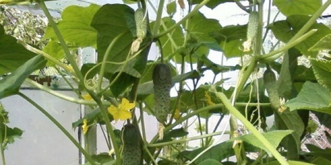 Zašto gorki krastavci u stakleniku: razlozi, šta učiniti, kako se hraniti